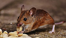 24 Hour & Emergency Exterminators in Duncanville, TX